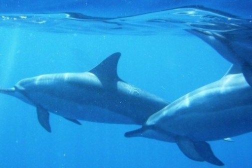 a bird swimming in blue water